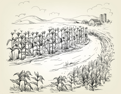 颗粒质感,草图,绘画插图,茎,墨水和刷子,钢笔画,钢笔和麦克笔画,速写本,农业,谷物