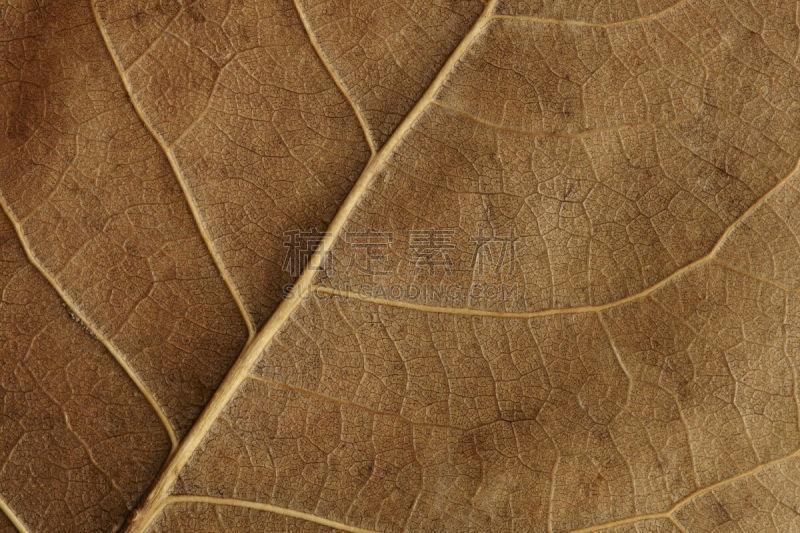 褐色,干的,特写,叶子,纹理,白桦,荧光笔,正下方视角,水平画幅,无人