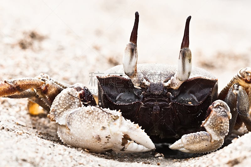 螃蟹,正面视角,水平画幅,沙子,巨大的,湿,海产,动物身体部位,野外动物,夏天