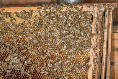 蜂箱,蜜蜂,六边形,边框,昆虫群,蜂蜡,beekeeper,领导能力,梳子,忙碌