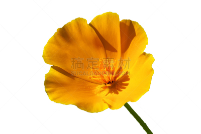 户外,影棚拍摄,季节,冬天,夏天,春天,黄色,白色背景,红色,芳香的