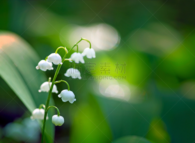 铃兰,自然,留白,水平画幅,小的,无人,户外,野生植物,特写,仅一朵花