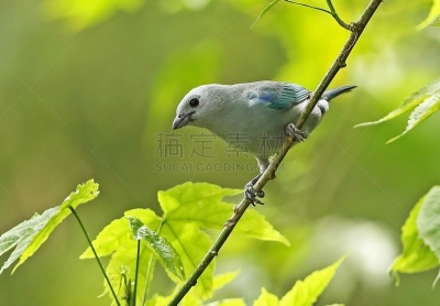 灰色,裸鼻雀,蓝色,热带气候,野生动物,北美歌雀,厄瓜多尔,一只动物,动物,鸟类