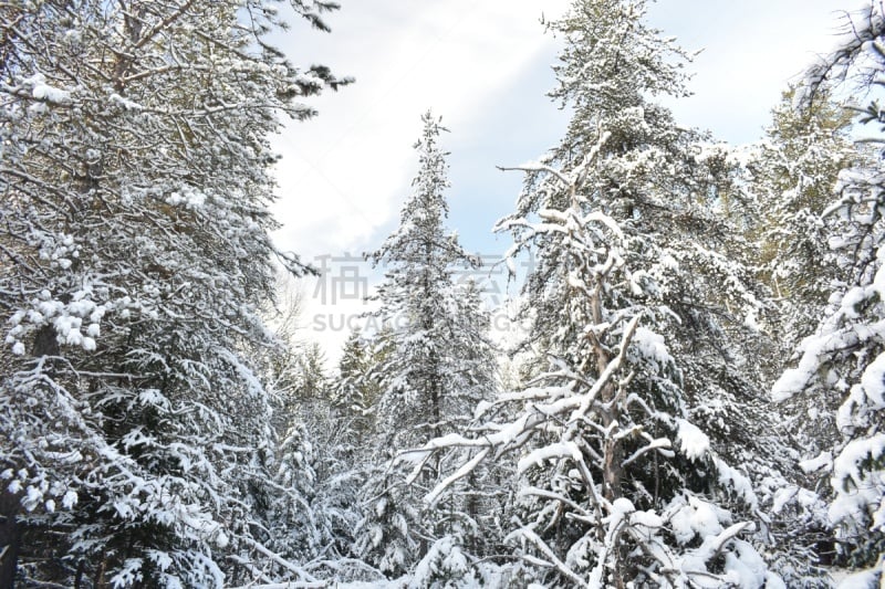 冬天,装饰物,寒冷,季节,生活方式,图像,雪,加拿大,松科