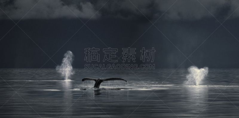 座头鲸,弗雷德里克海峡,野生动物,水平画幅,无人,全景,野外动物,海洋生命,户外,阿拉斯加东南半岛