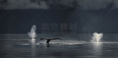 座头鲸,弗雷德里克海峡,野生动物,水平画幅,无人,全景,野外动物,海洋生命,户外,阿拉斯加东南半岛