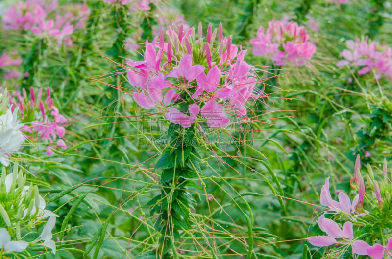 醉蝶花,粉色,园林,白色,水平画幅,无人,夏天,户外,特写,泰国