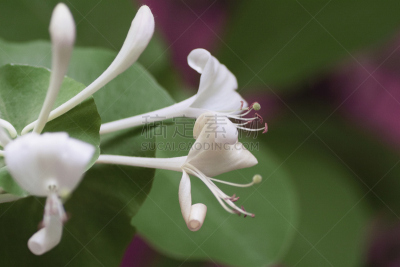 忍冬,植物,粉色,仅一朵花,金银花科,箭木,去角质,雄蕊,水平画幅,无人