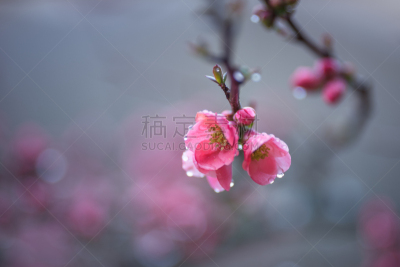皱皮木瓜,春天,白色,自然,红色,季节,粉色,法国,图像,花朵