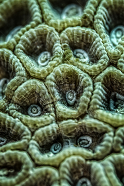 沮丧,迷宫游戏,脑珊瑚,达哈巴,红海,垂直画幅,中东,水,纹理效果,无人