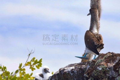 加拉帕戈斯群岛,舞蹈,蓝足结巴鸟,厄瓜多尔,旅游目的地,水平画幅,鸟类,动物交配,动物习性,礼仪舞蹈