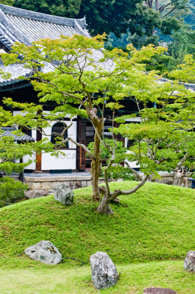 园林,鸡爪枫,传统,草坪,华丽的,前面,景观设计,枝繁叶茂,禅宗,草