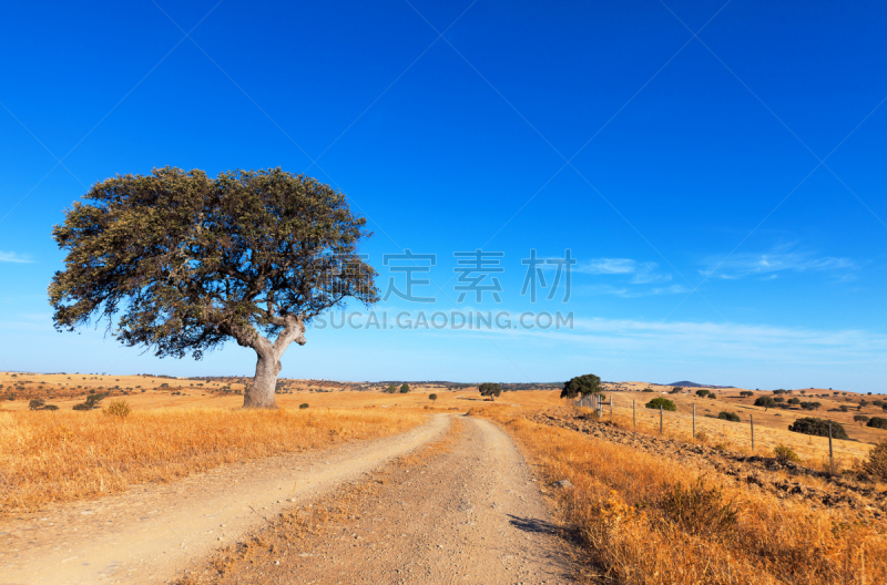 天空,田地,蓝色,小麦,背景,一棵树,水平画幅,无人,符号,古老的