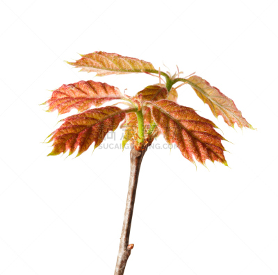 秧苗,橡树,新的,水平画幅,无人,特写,北方红橡树,白色,植物,新生活