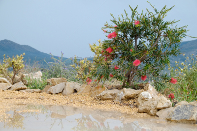 水坑,植物,红色,线,山景城,精子囊,花柱头,水花,灯丝,飞溅的水滴