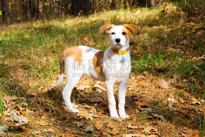 狗,猎犬,青年人,木制,草坪,纯种犬,健康保健,外套,橙色,动物耳朵