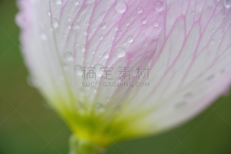 夜来香,水平画幅,无人,特写,水滴,植物,雨,透明,花坛,粉色