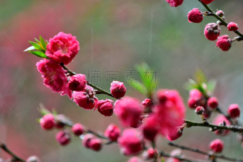 桃花,桃树,绿色背景,桃,温带的花,芳香的,水平画幅,无人,花蕾,彩色背景