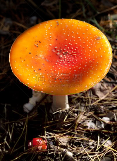毒蝇菇,蘑菇,森林,日光,黑色,白昼,橙色伞菌,毒蘑菇,垂直画幅,无人