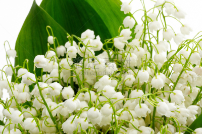 铃兰,五月花号船,芳香的,水平画幅,枝繁叶茂,五月,草,特写,百合花,花束