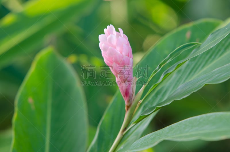 粉色,gingerlily,水平画幅,无人,热带雨林,户外,生姜,特写,植物,热带气候