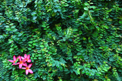 墙,攀缘植物,赤素馨花,粉色,自然,留白,水平画幅,绿色,无人,户外