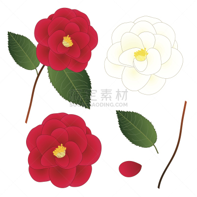 茶花,绘画插图,白色,矢量,分离着色,红色,白色背景,瑞属拉普兰,阿拉巴马州,雄蕊