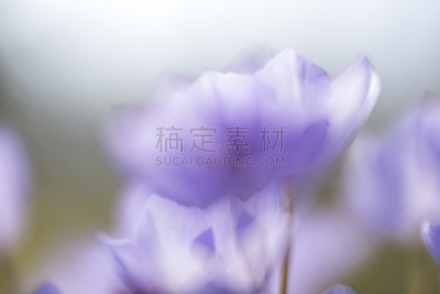 背景,克列尔湖,苔类,圣约翰草,杜鹃花,玉兰类,我爱你,鸢尾,蒲公英,天空