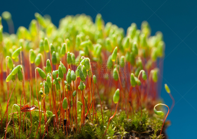 苔藓,绿色,蓝色背景,原叶体,孢子体,苔藓植物,沼泽,水平画幅,无人,户外