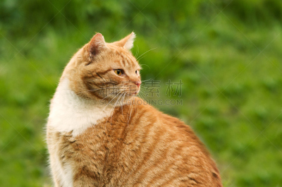 姜黄色的猫,绿色背景,水平画幅,动物身体部位,户外,草,人的眼睛,哺乳纲,彩色背景,看