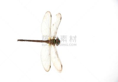 蜻蜓,白色背景,野生动物,环境,动物腿,尤利西斯蝶,翅膀,动物,动物眼睛,尾巴