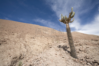 仙人掌,烛台,褐斑病,埃尔大北,南美,水平画幅,无人,户外,植物,著名景点