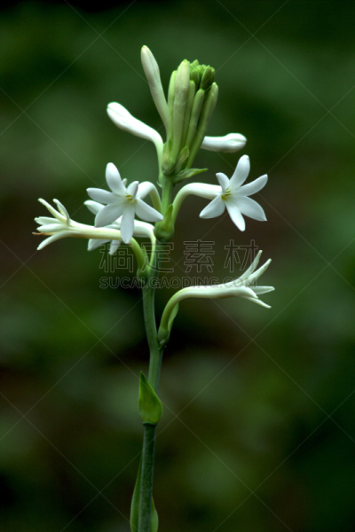 晚香玉,仅一朵花,垂直画幅,芳香的,无人,异国情调,花束,农作物,花蕾,白色