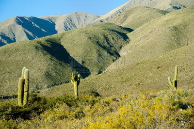 cardon cactus,阿根廷,萨尔塔省,自然,天空,安地斯山脉,水平画幅,地形,无人,蓝色