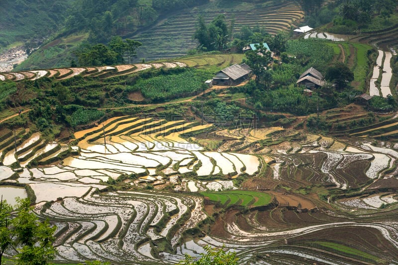 田地,越南,季节,稻,梯田,mud pot,白族,查济,弯曲,浇水