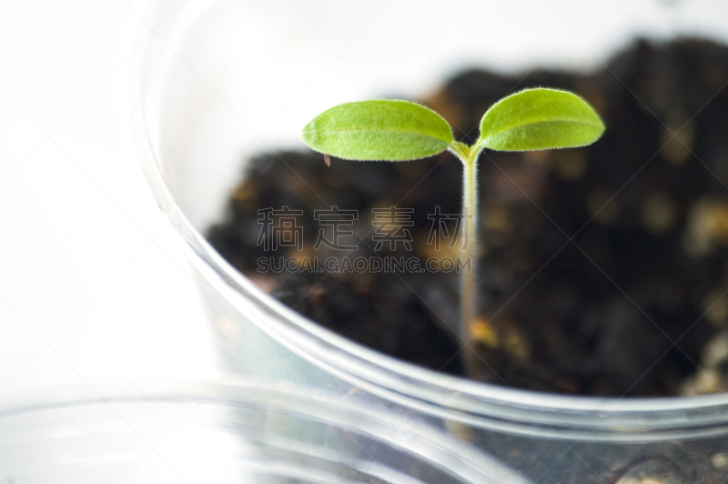 秧苗,西红柿,菜园,水平画幅,无人,心脏移植术,白色背景,健康保健,背景分离,番茄植物