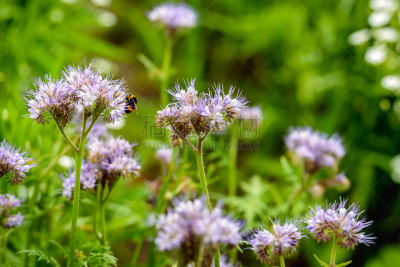 phacelia,大黄蜂,花边,紫色,花朵,动物毛发,bee plant,艾菊,生态多样性,水平画幅