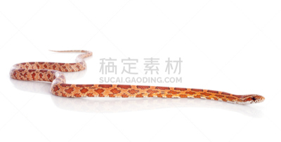 玉米纹蛇,捕鼠蛇,水平画幅,橙色,无人,白色背景,幼小动物,影棚拍摄,前面,爬行纲