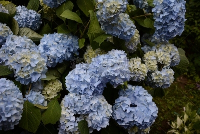 八仙花属,叶子,蓝色,园林,绿色,清新,边框,自然美,植物,夏天