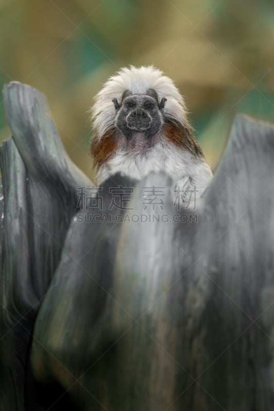 cotton-top tamarin,垂直画幅,正面视角,褐色,猴子,绢毛猴,动物身体部位,热带雨林,野外动物,户外