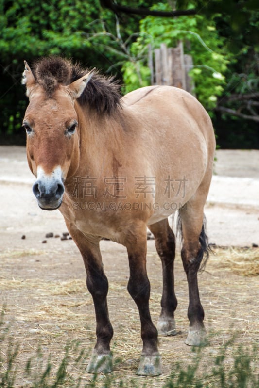 przewalski,垂直画幅,褐色,草地,野生动物,野外动物,肖像,户外,马属,准噶尔门