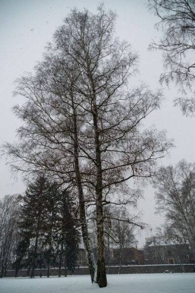 雪,冬天,在下面,公园,寒冷,清新,自然界的状态,温度,霜,巷
