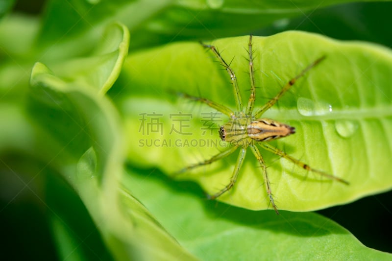 图像,叶子,昆虫,动物,绿山猫蛛,马达加斯加,室内幽灵蛛,绿色,显微镜,美