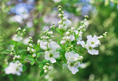 白色,自然美,背景虚化,白雪公主,选择对焦,美,芳香的,水平画幅,枝繁叶茂,樱花