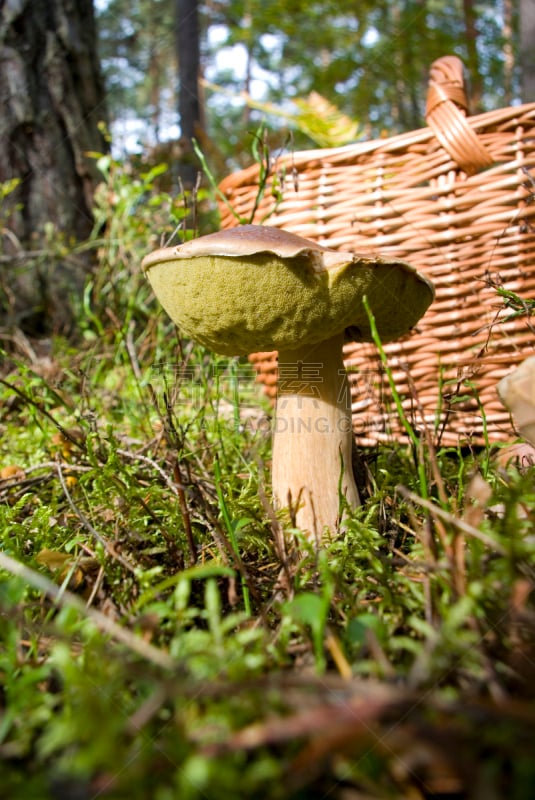 自然,篮子,美味牛肝菌,porcini mushroom,垂直画幅,饮食,秋天,苔藓,蘑菇,生食