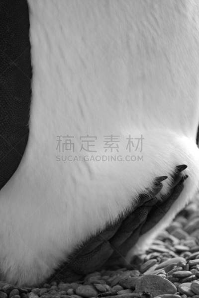 动物足,企鹅,帝企鹅,南乔治亚岛,垂直画幅,海滩,动物身体部位,户外,南极洲,石头