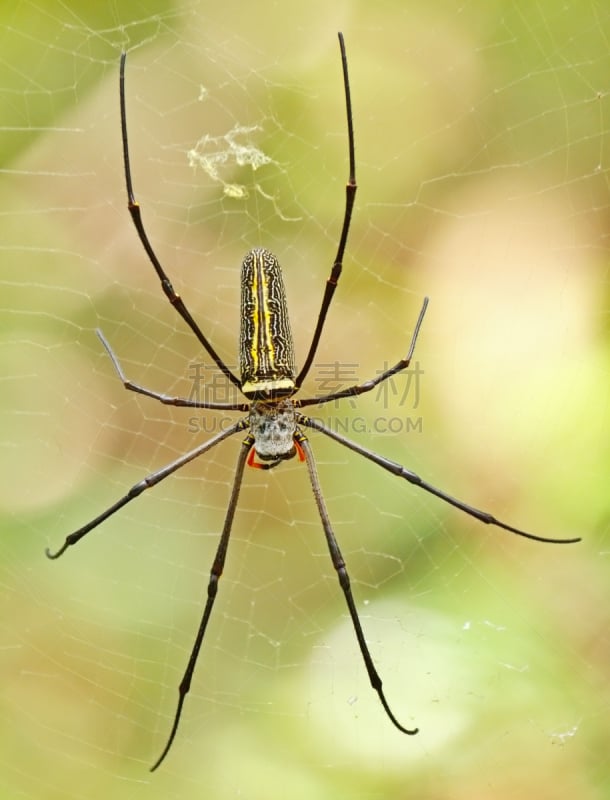 蜘蛛,木制,巨大的,蜘蛛织网,golden silk spider,orb weaver spider,垂直画幅,无人,蜘蛛纲,野外动物