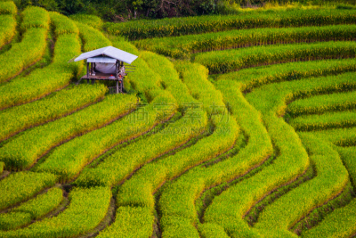 稻,梯田,田地,水稻梯田,心脏移植术,稻田,移植手术,沙坝,院子,耙子