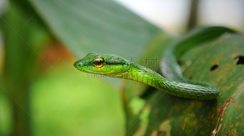 蔓藤蛇,蛇眼,里蒙省,tortuguero national park,自然保护区,野生动物保护区,哥斯达黎加,面对面,爬行纲,有毒生物体