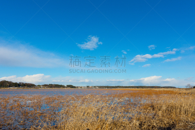 潘帕斯大草原,天空,vulpia grass,一捆小麦,麦穗,芽草之类,大麦,留白,风,里山